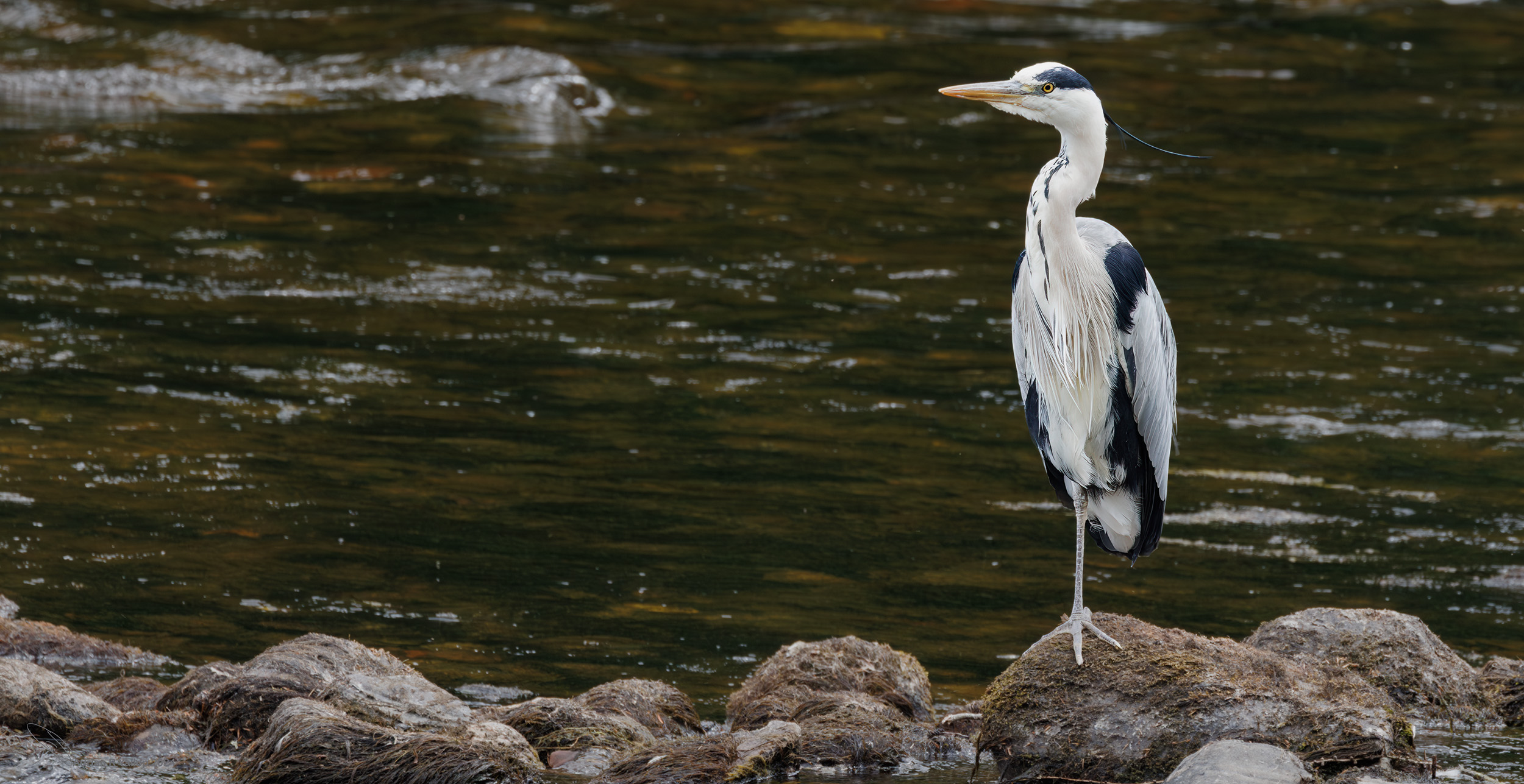 Ardea cinerea,grey heron